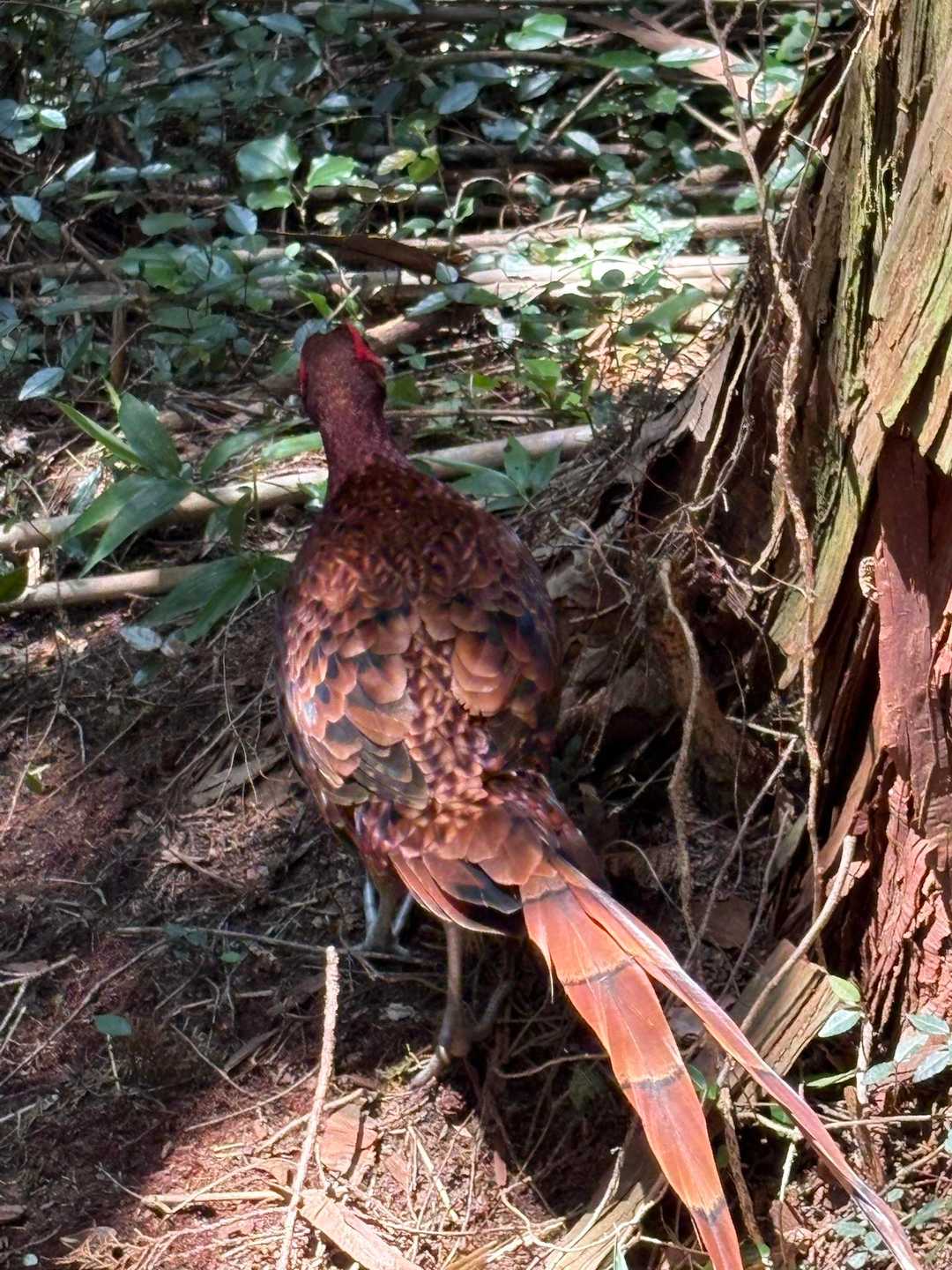 探して