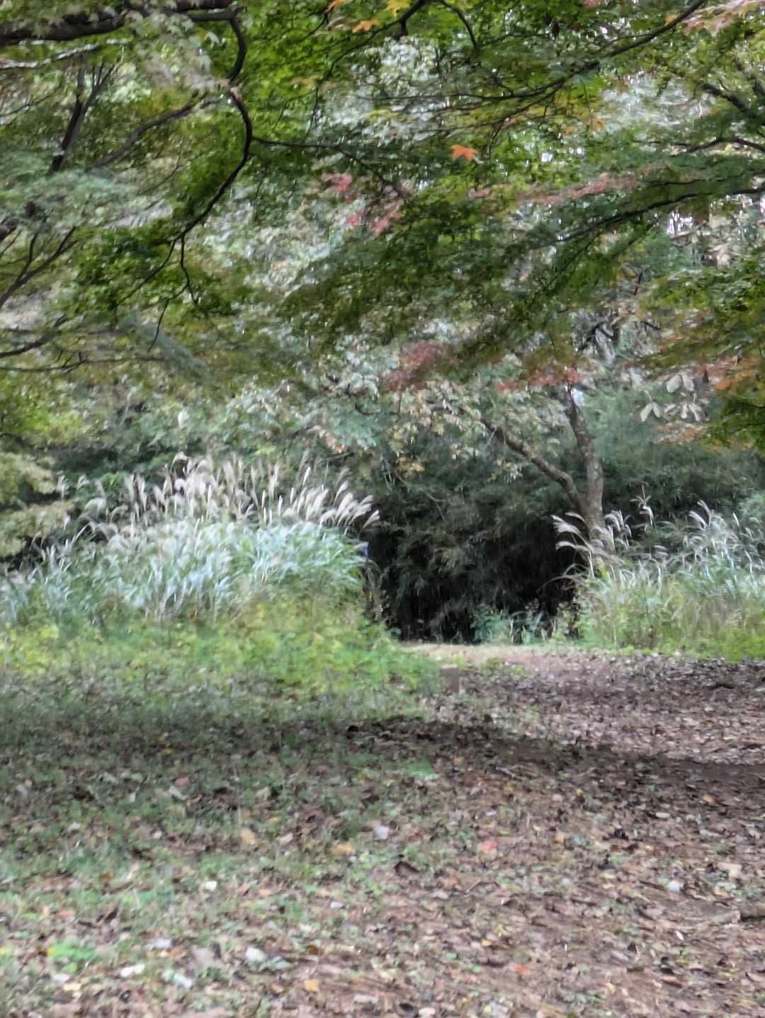 すすきの中に巣があるのかな？と足早に通過します
わたしたちの時は蜂🐝は見かけませんでした