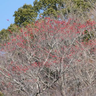 筆山の斜面にひときわ目立つ紅い実をつけた木
短いながら、楽しい周回でした