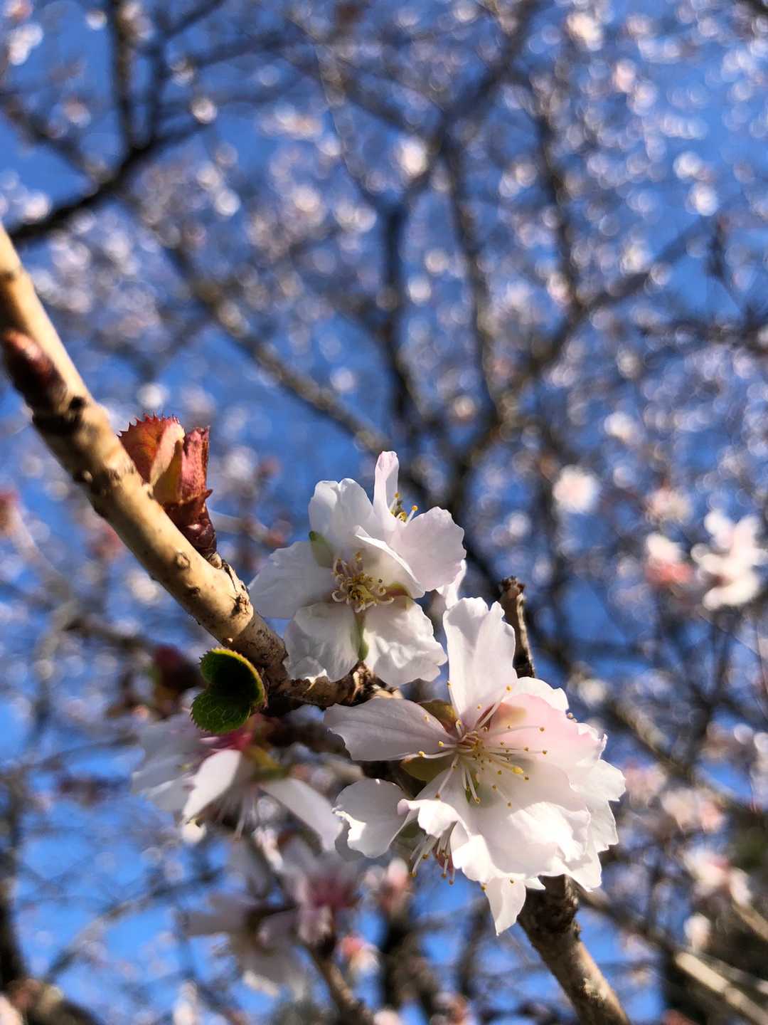 桜山 往復コースの写真