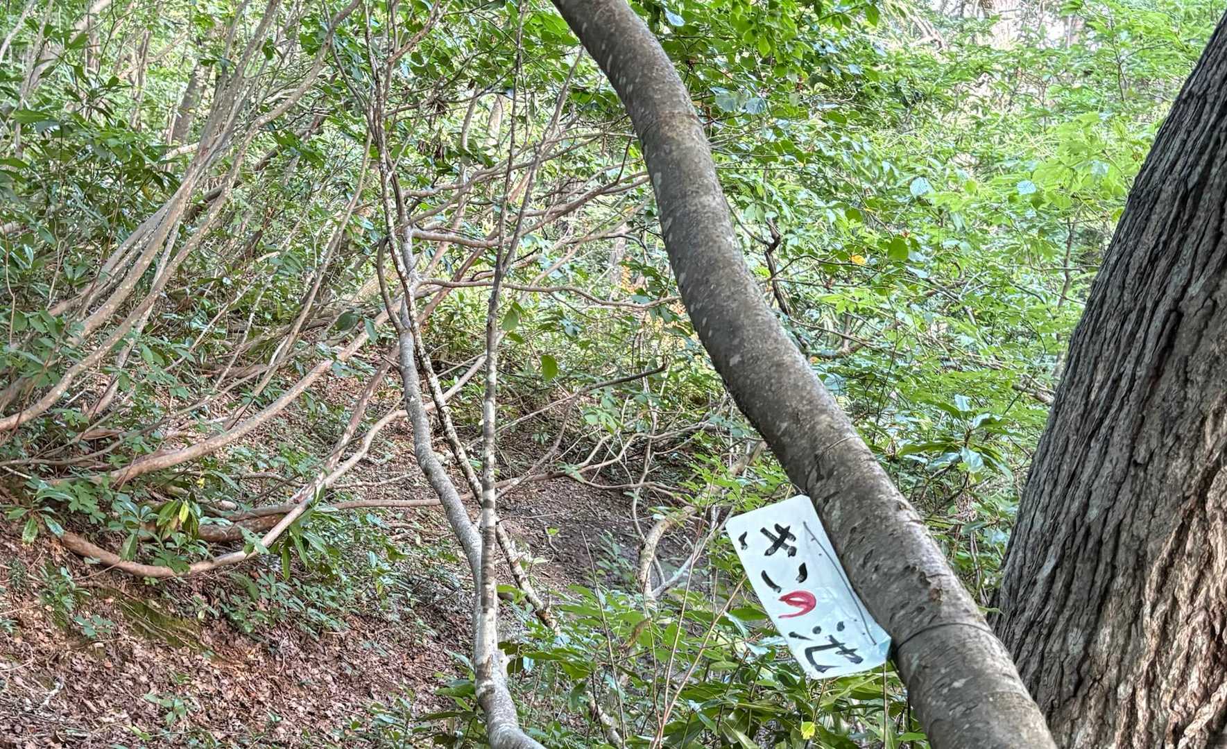 きこ(まさか宮家😨)よく見るとぎこの池😅
でもまた見ると点が1つ、どっちなの😅