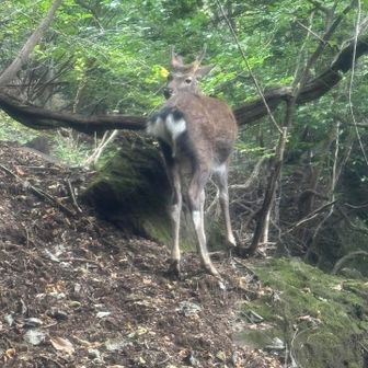 鹿さん、全く動かないでカメラ目線