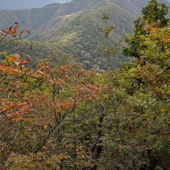 色づいている葉があるからか。稜線はそろそろ秋の装いかな。
