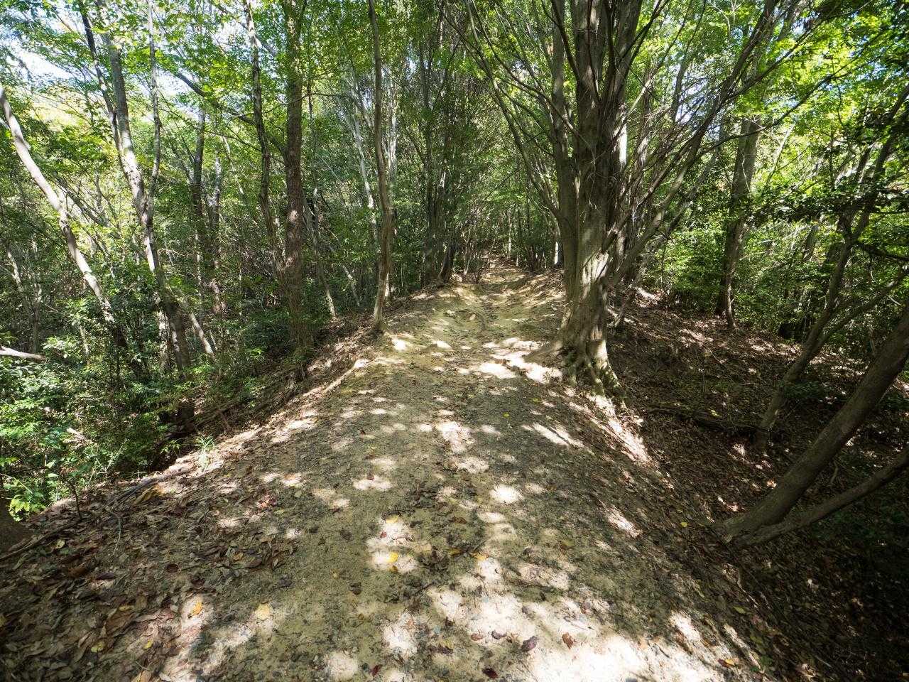 龍王山 周回コースの写真