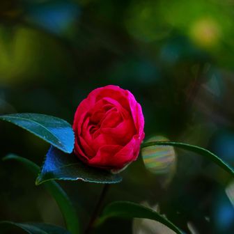 暗がりのツバキ