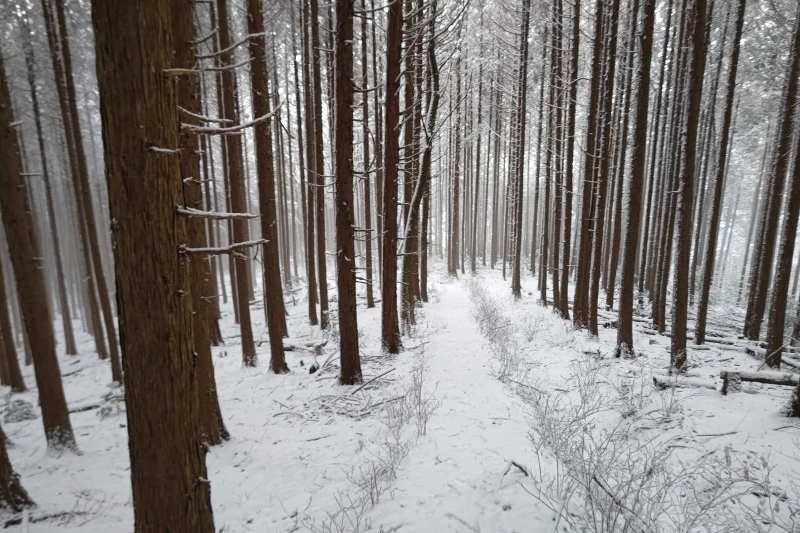 鷹ノ巣山・カンノ木山登山口-鷹ノ巣山 往復コースの写真