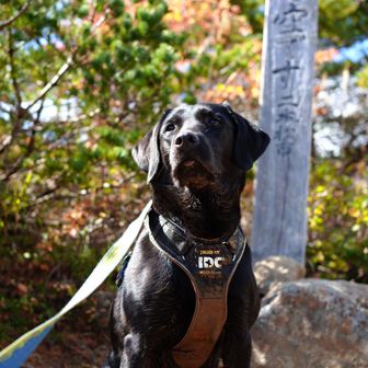 ダイシンリョウ