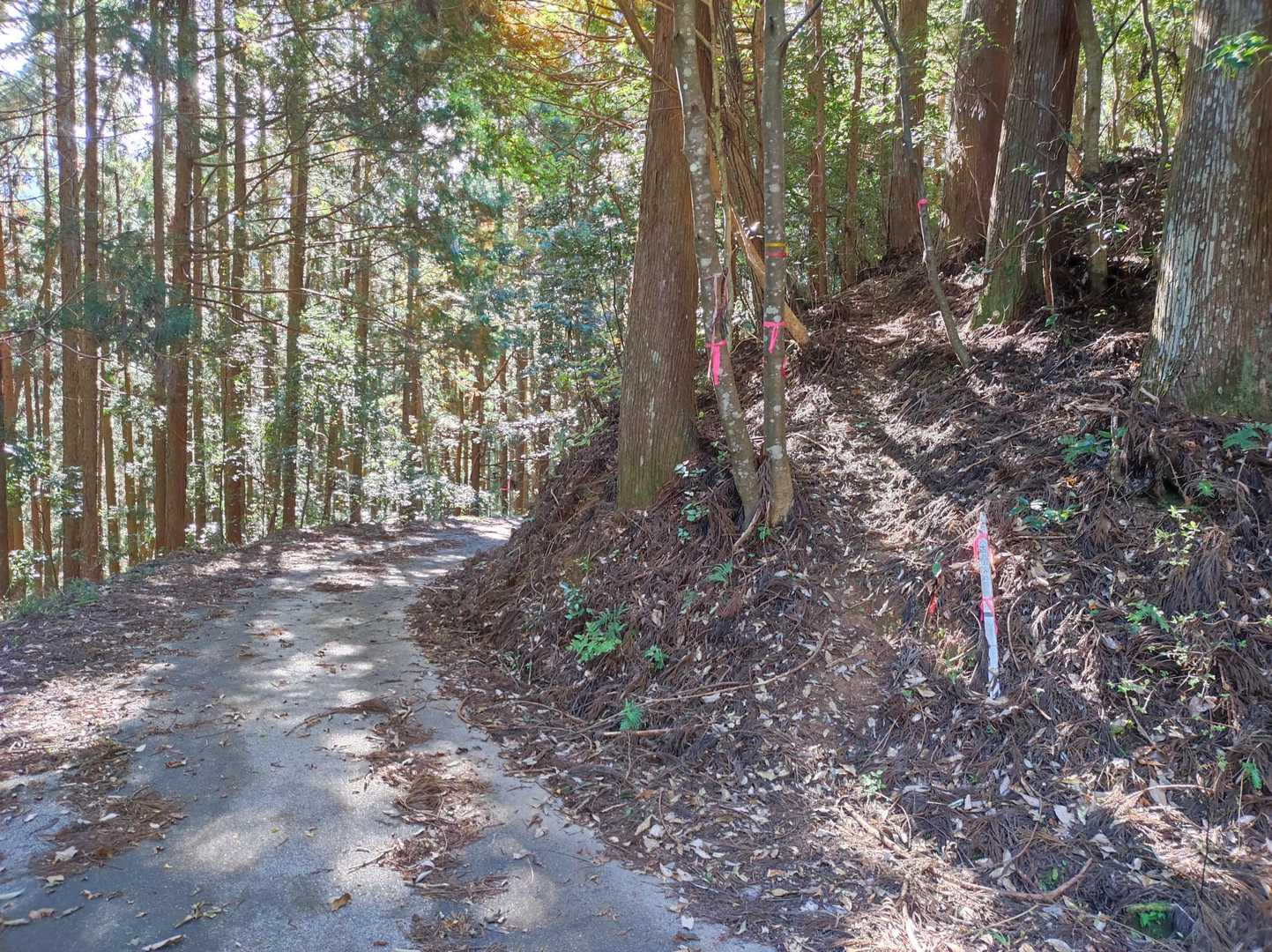 バーンッ！
振り返ると斜面に赤テープ、古戸山の登山口
