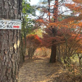 🍂過ぎてる😭