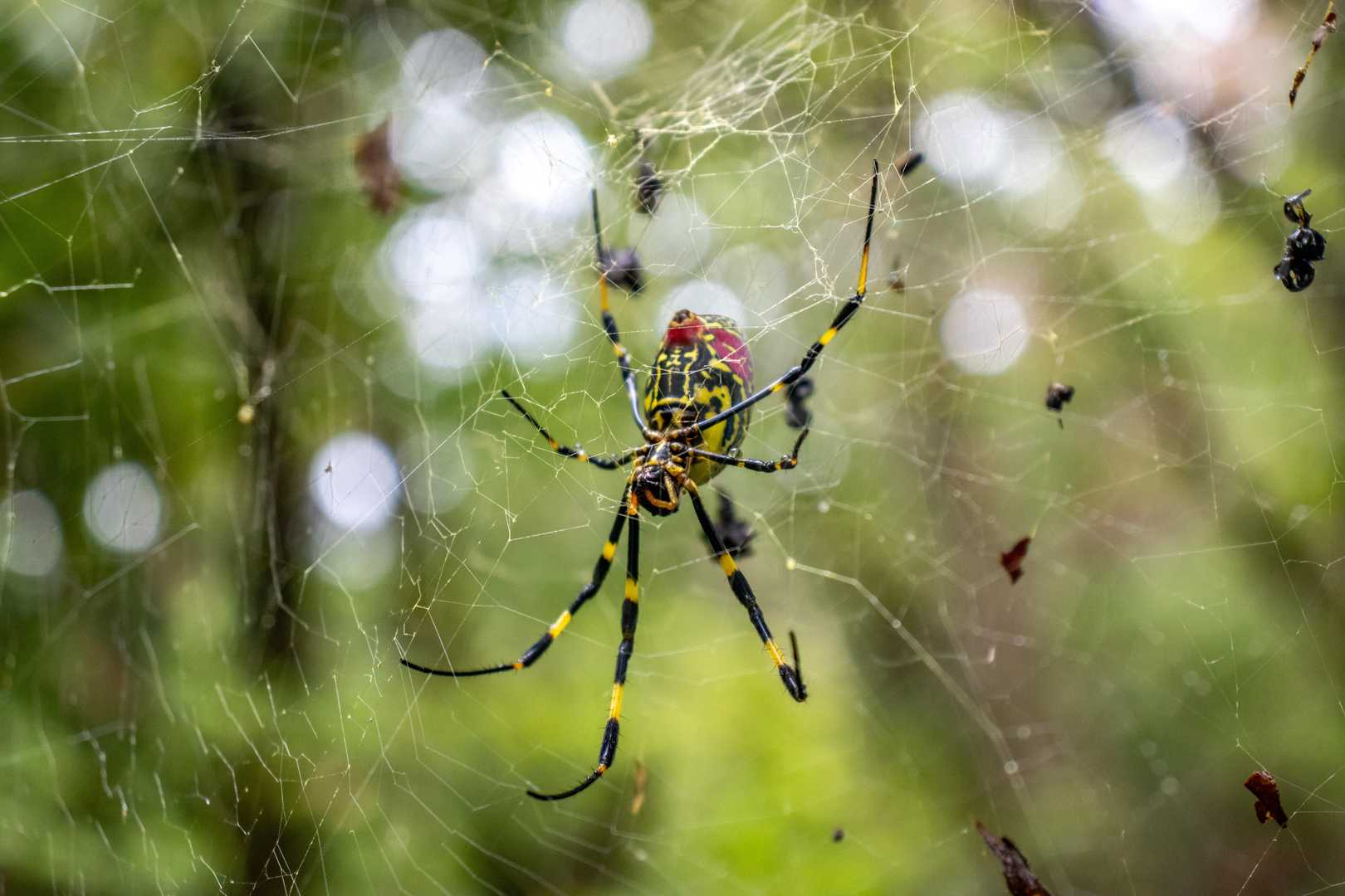 最近この子に良く合うね🕷
