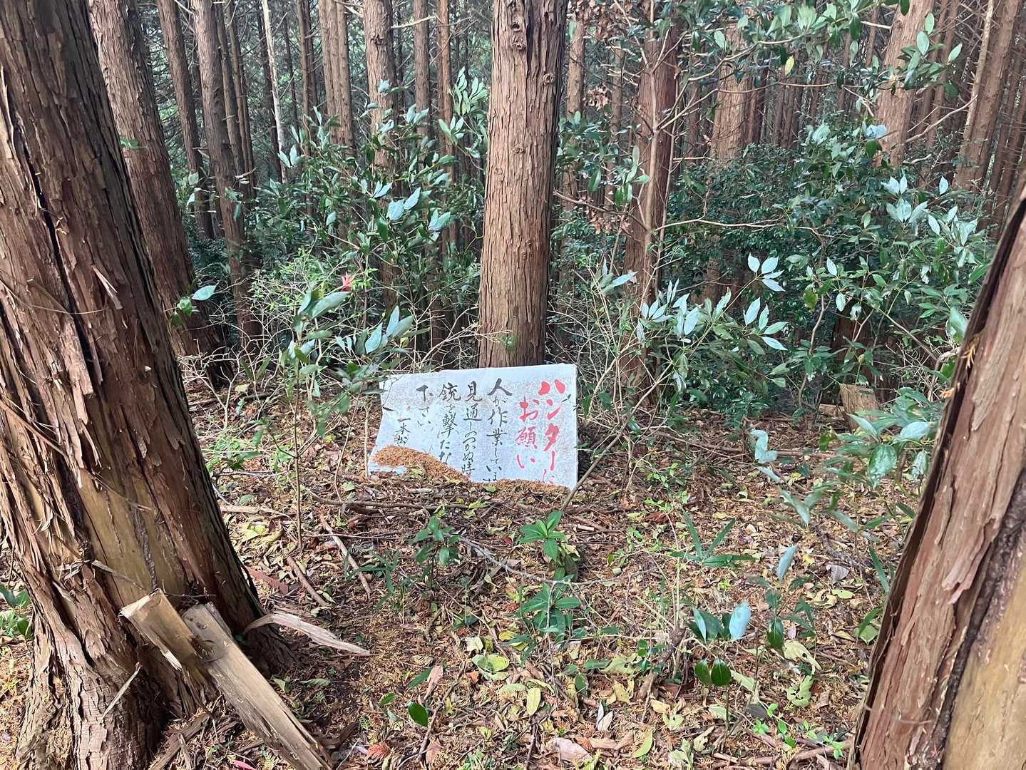 宮原山-障子ヶ岳 往復コースの写真
