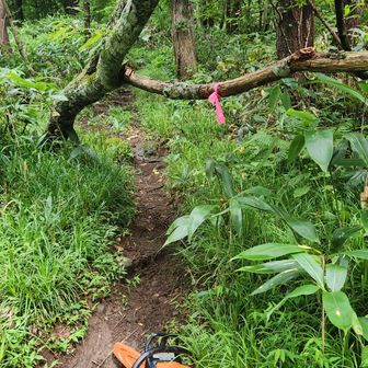 分岐あたりの倒木、かかり木で割と苦労、安全に！