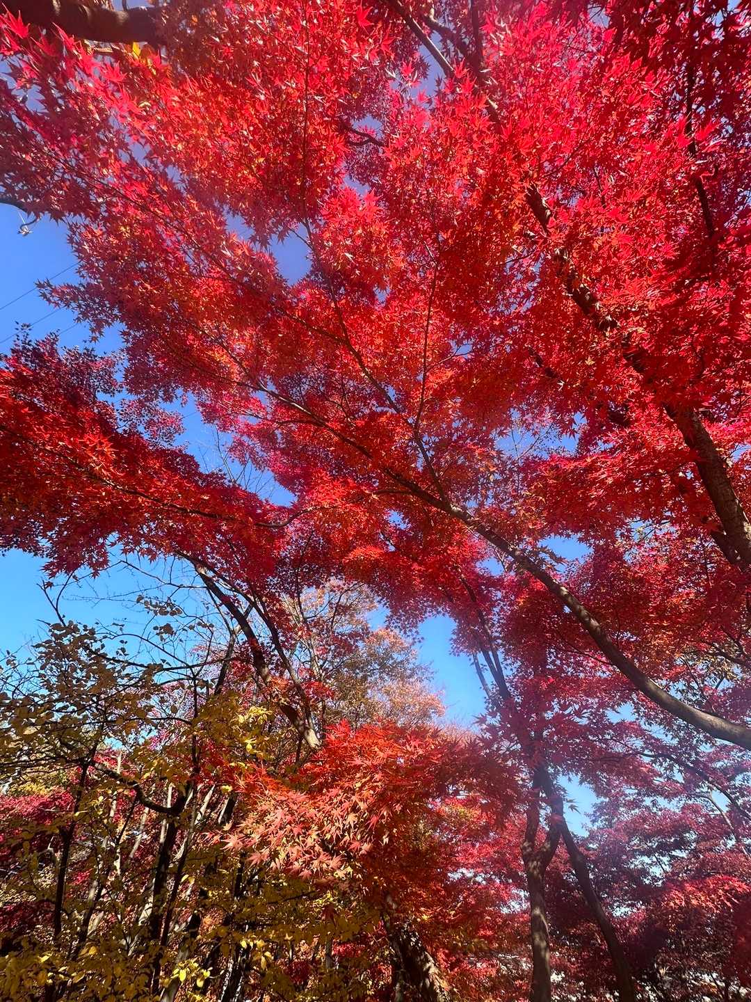 八国山緑地入口-八国山-八国山緑地入口 縦走コースの写真