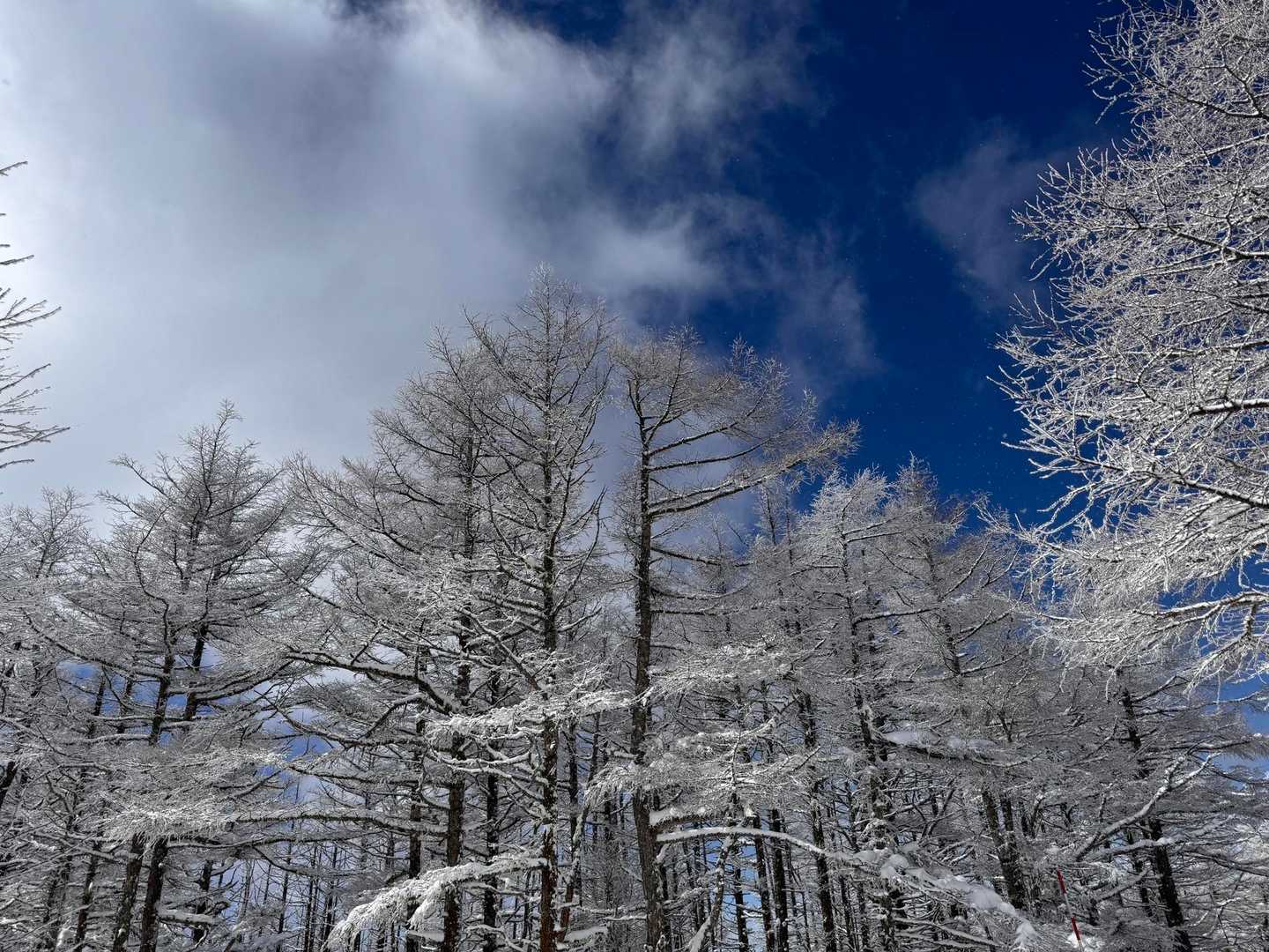 美ヶ原-王ヶ鼻 往復コースの写真
