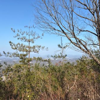 余力ある間に願成寺山を目指します。