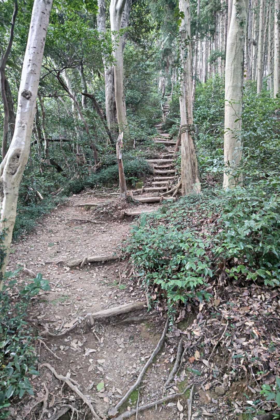 八幡山 往復コースの写真