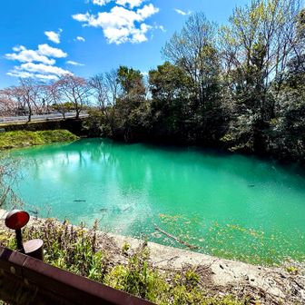 今日は真禅寺から
池が青いです