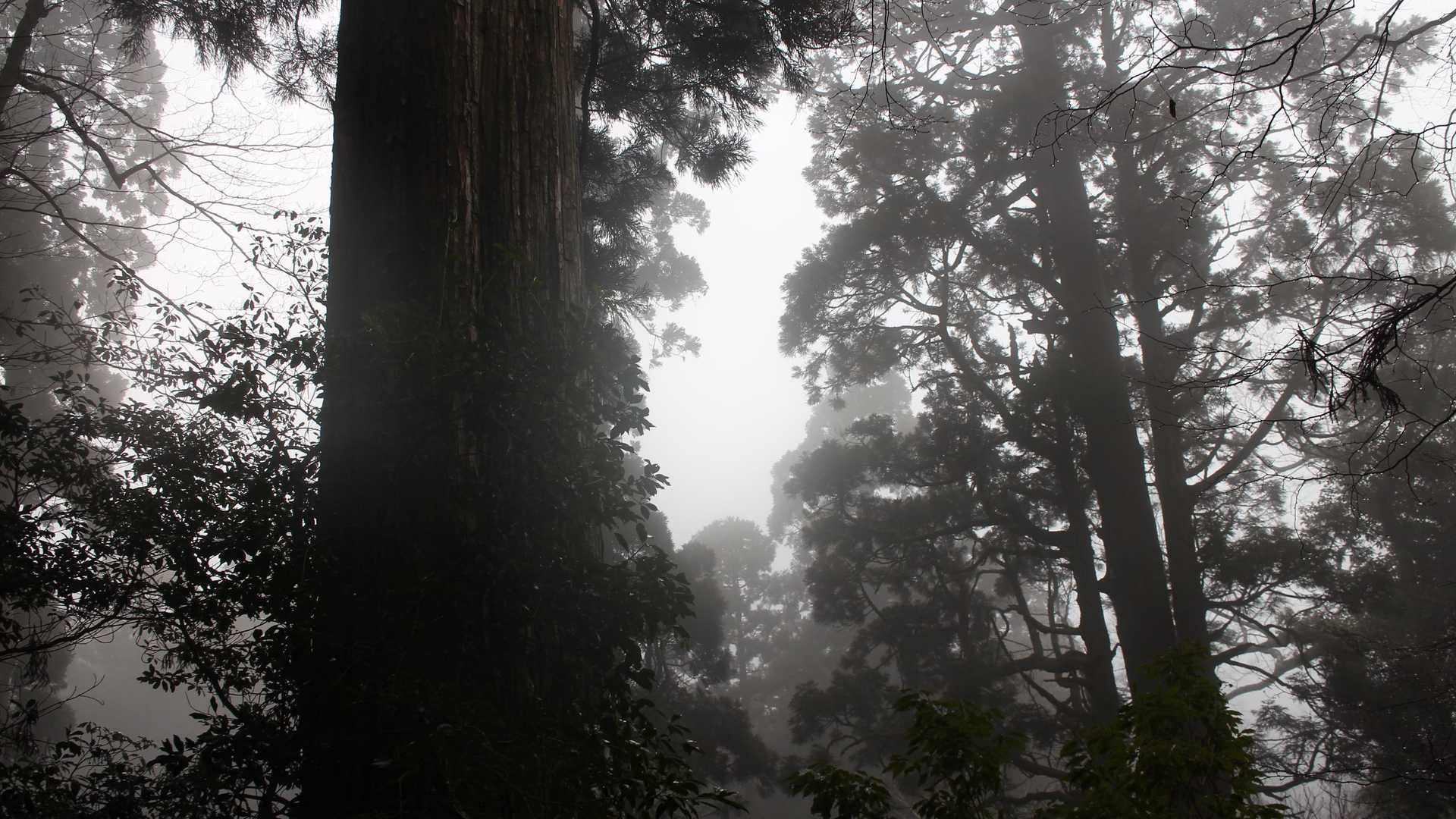 霧がでて幻想的