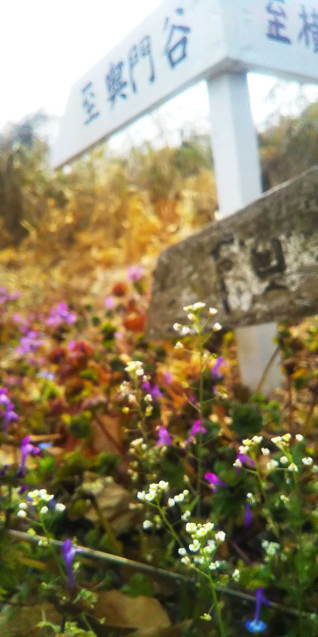 今季、白い❄️お山を歩いてないのに春になってた😅