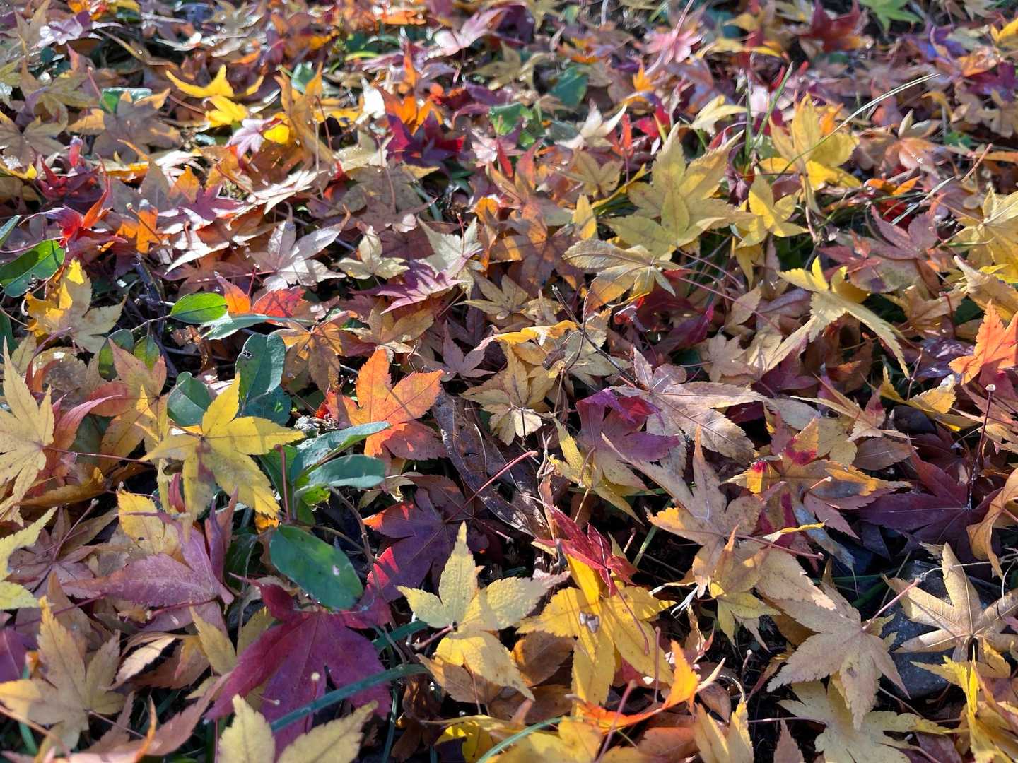落ち葉🍂も素敵😀