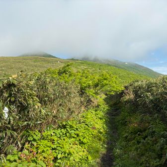 シャクナゲ岳へと向かいます
山頂はガスってる？
