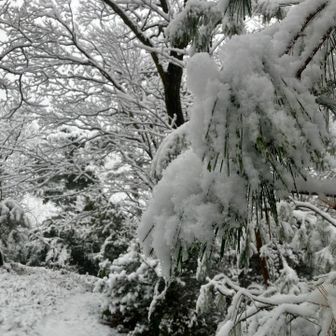 1番好きな松と雪のコラボ🌲☃️✨