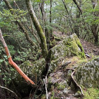痩せ尾根