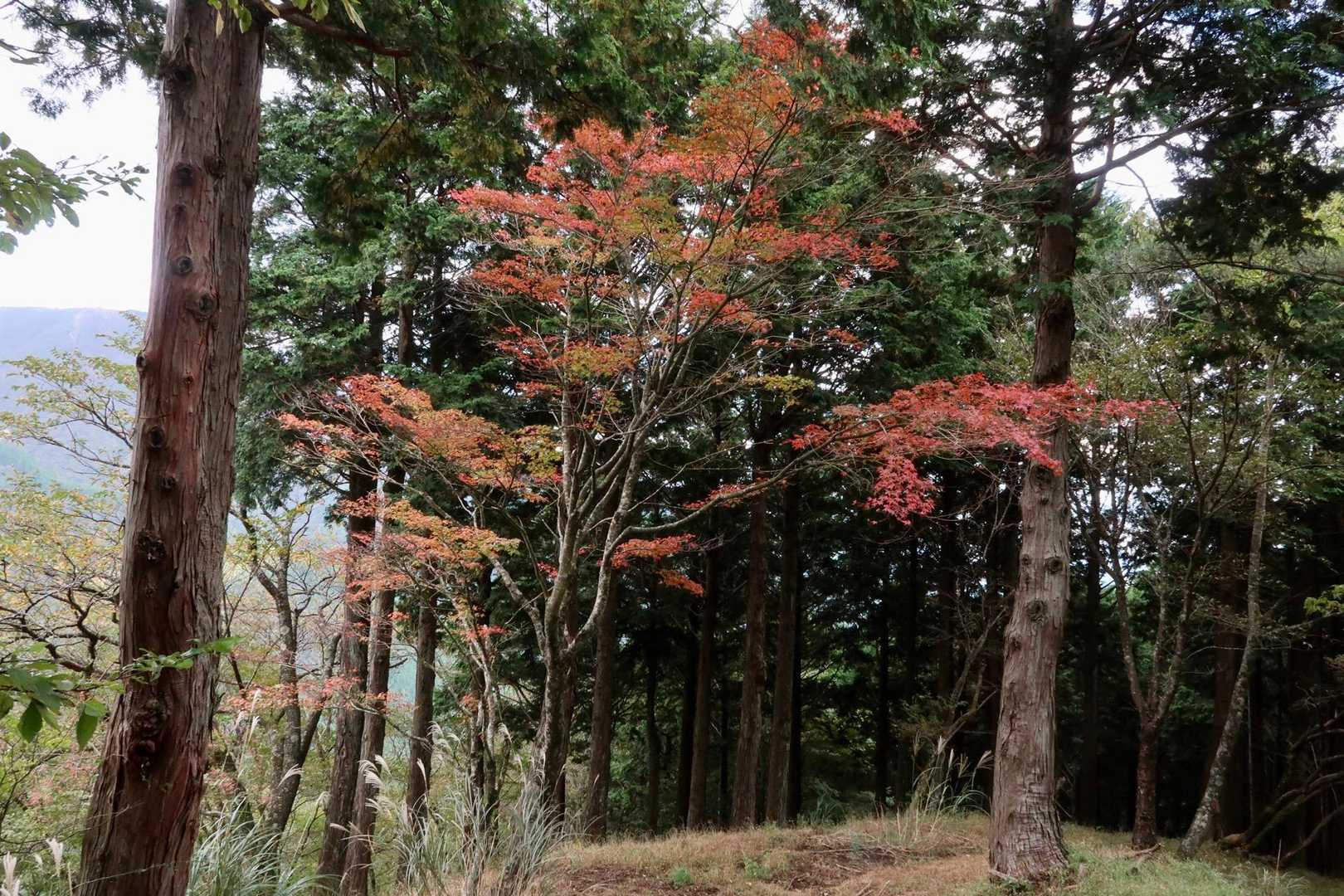 駒止茶屋の上の🍁　先週より少し進んだかな