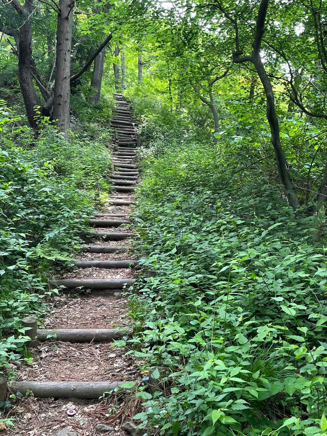 鴨ヶ嶽-箱山峠-箱山 往復コースの写真