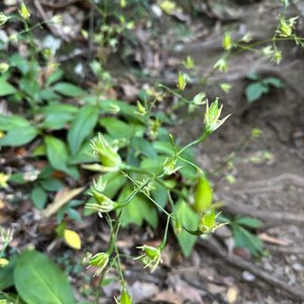 ヘツカリンドウは散っていました