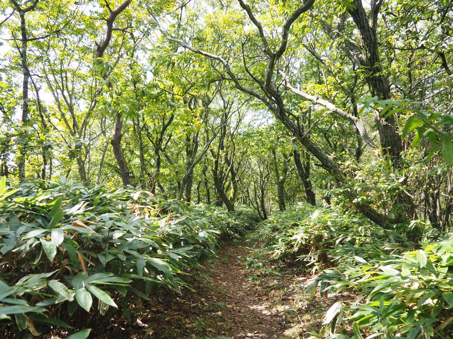 紅葉の時期はこの木々もカラフルに彩られるんだなぁと楽しく稜線歩き。
...この後孫三瓶への急登でバテる💦