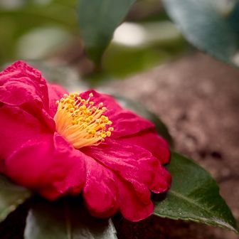 多分　サザンカ

先日受けた地図読みの等高線で谷や尾根の見分け方をYAMAPみつつ
答え合わせしながら学べたのも面白かった
