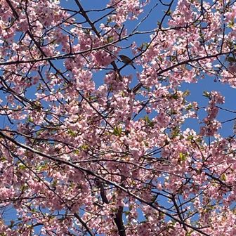 ❗️👀あれは、メジロ🐥？