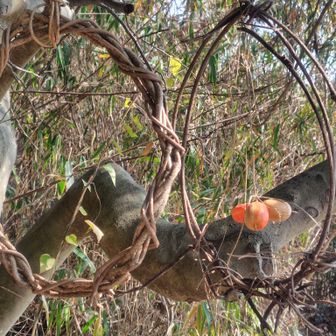 トトロの名残り