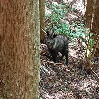 タリオ・ブランドー