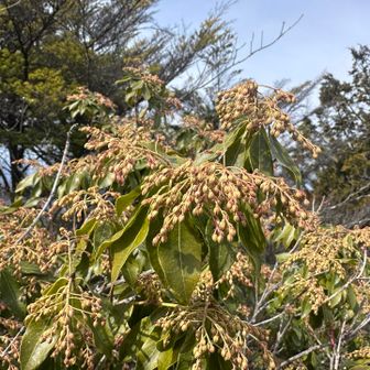 渇いてしまっているんね:;(∩´﹏`∩);:

稲穂🌾かいな
馬酔木