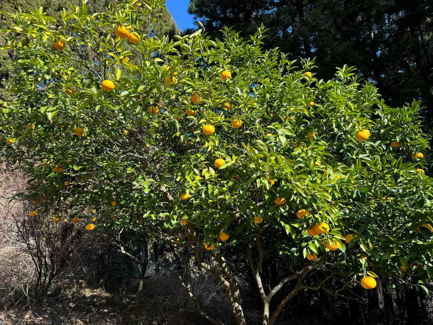 みかんがポコポコ🍊
