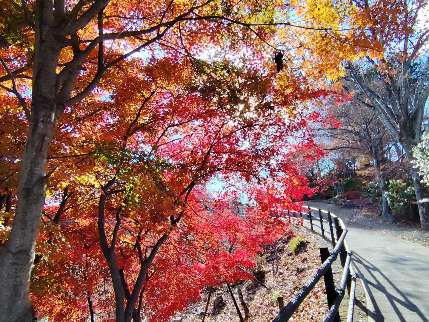 展望台の先から右手に下り帰路につきます😊