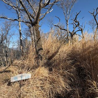 竜王山に到着
眺望はありません

更にここからの下山道にも薮が…😅💦