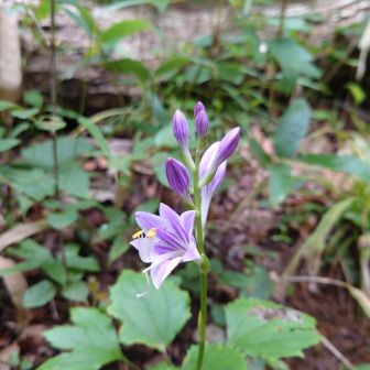 花は似てるが種類が違う