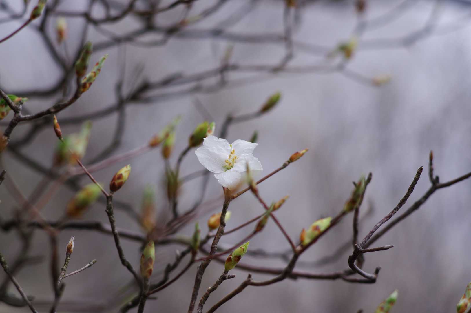 蕾も膨らんでどんどん花開きそうです😊