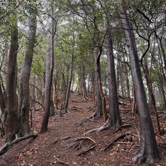 ここも登るよ〜〜💦
なかなか脚にくる🥵