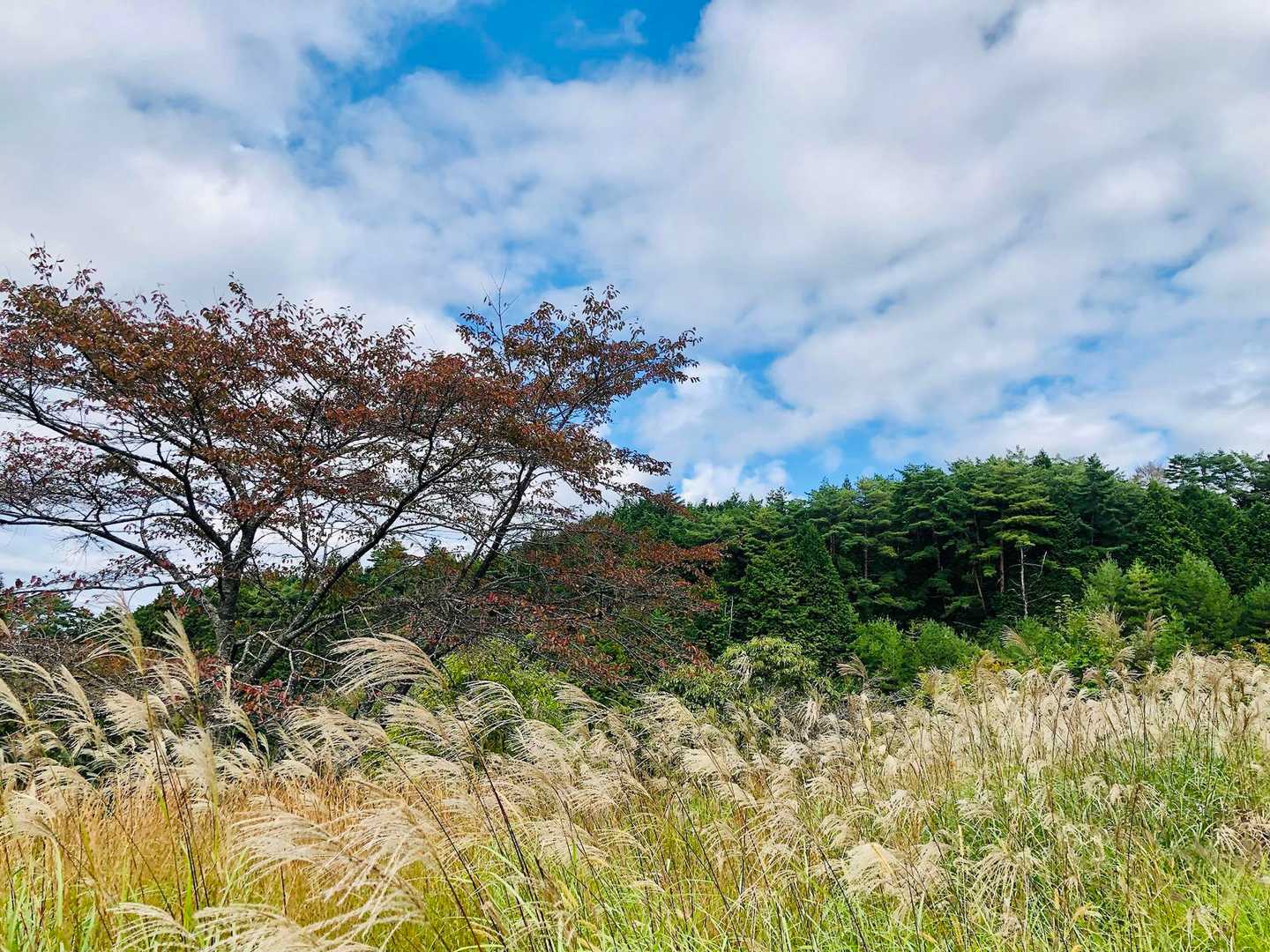 すっかひ秋の風景です^ ^