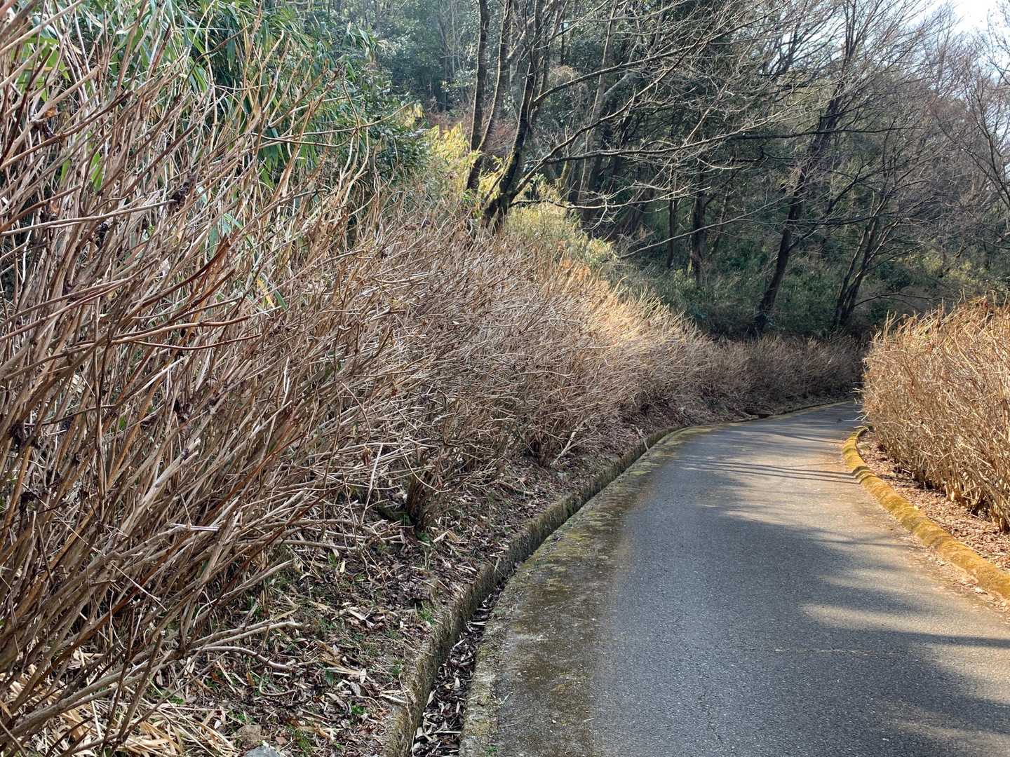 アジサイ園。まだまだやねー😅