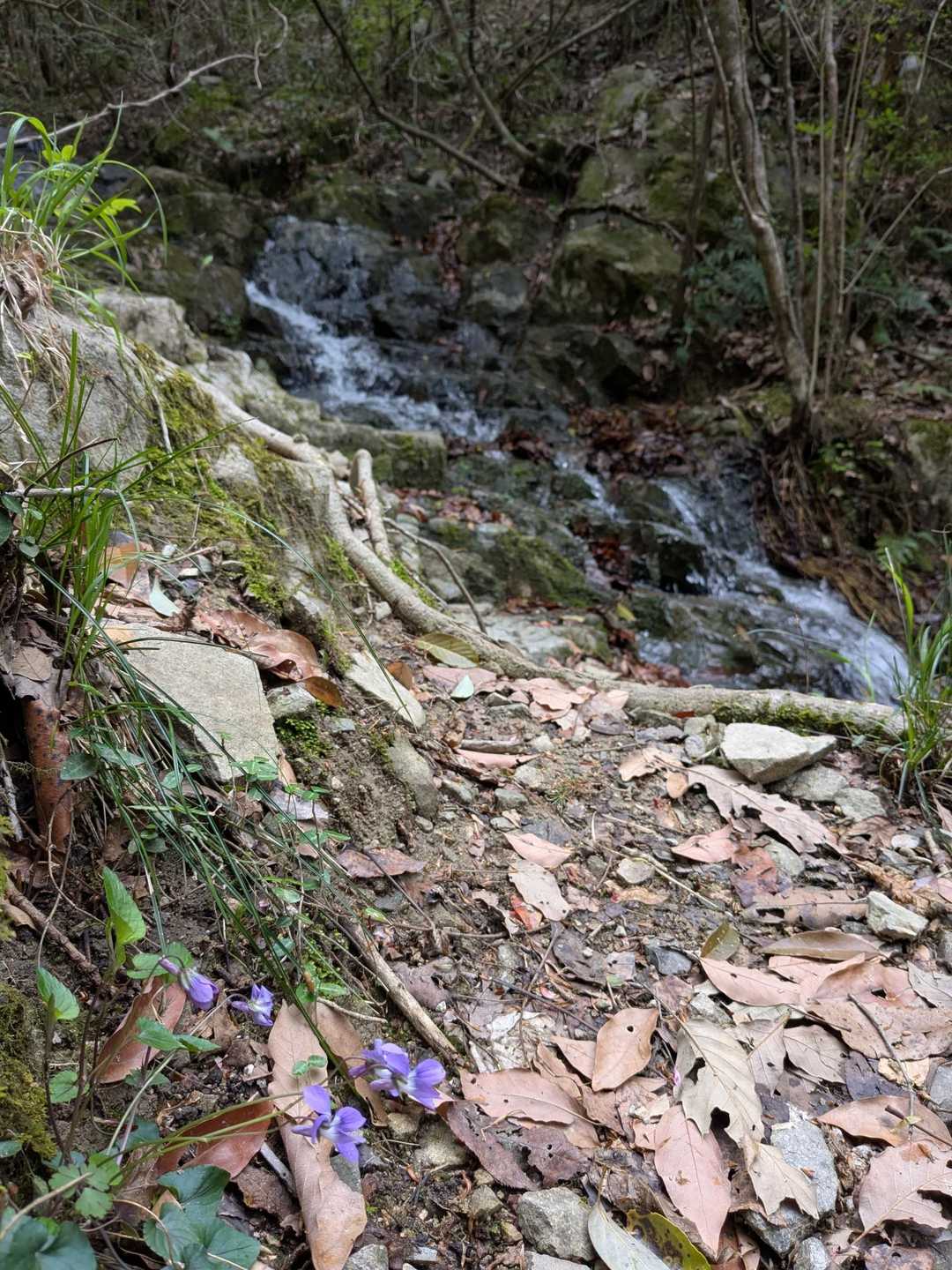 きぼう作業所前バス停-きぼう作業所登山口-P246-金銀山 周回コースの写真