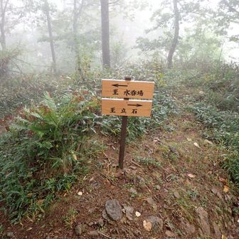分岐まで来れば、割と楽に