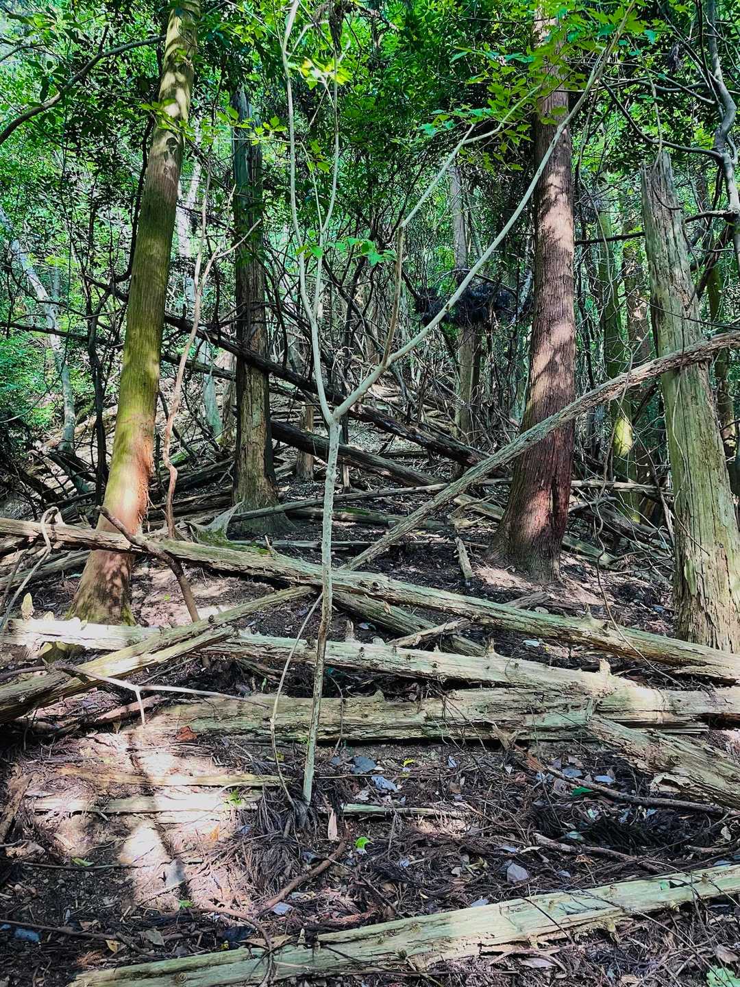 荒れた道の倒木を跨ぎ、潜り目を皿にしてピンテを見つけながら下ります🥷
