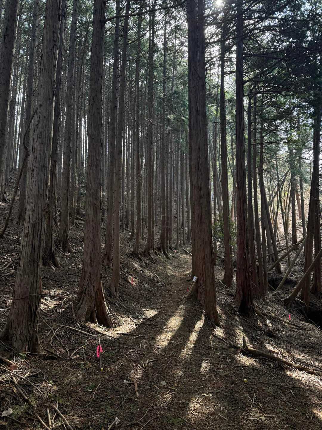 ずっと、
ずーっと、
いいにおいがしていて。

森のにおいは🌳
爽やかな石けん🧼みたいな
いいにおいなの。

伝わるかなぁ🤔
