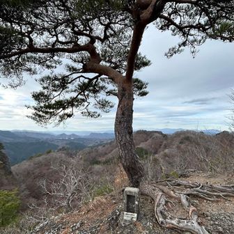 山頂の祠と松の木🌲
眺めは最高でしたー😃