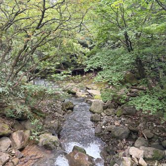 烏川側下流。この川沿いに自然遊歩道があり、木橋が見えました